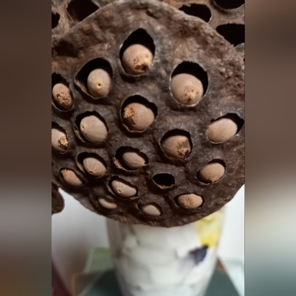 5 Dried Lotus Pods - Picture 2 of 5